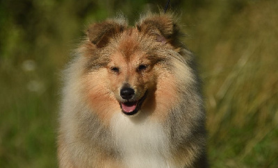 Étalon Shetland Sheepdog - Shiraz yellow tail des Collines de Sagne