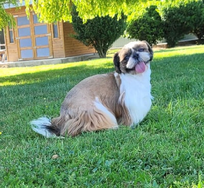 Étalon Shih Tzu - Tango Des marais de courmont