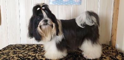 Étalon Shih Tzu - Samourai du chateau d'o-riant