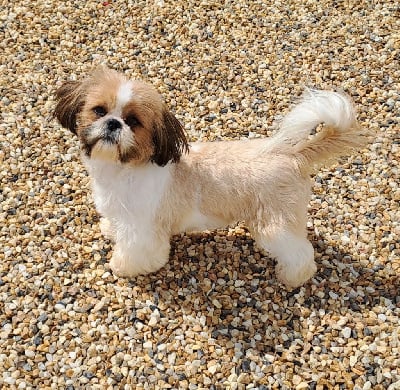 Étalon Shih Tzu - Sibelle Domaine le Pin Franc