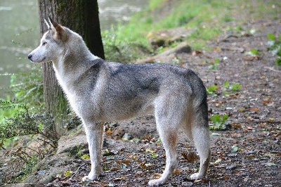 Étalon Siberian Husky - J'rosa luxemburg du Fur Rendez Vous