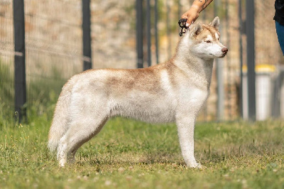 Étalon Siberian Husky - The sound-of-legend Sibérian of Winter Bell