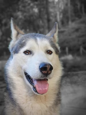 Étalon Siberian Husky - H'diego du Fur Rendez Vous