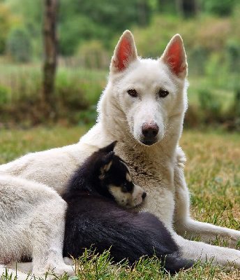 Étalon Siberian Husky - M'tauriel du Fur Rendez Vous