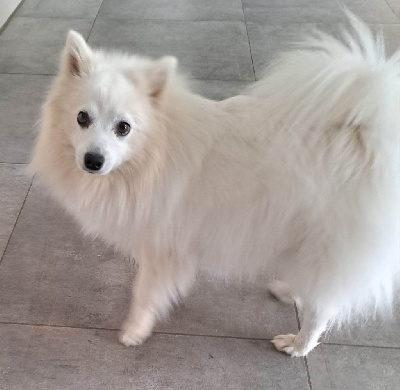 Étalon Spitz japonais - Arawak'Aussie Sublime sunday