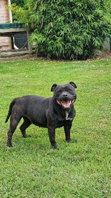 Étalon Staffordshire Bull Terrier - Rose Du Domaine des Rois Canins