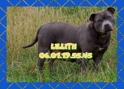 Étalon Staffordshire Bull Terrier - Lilith (Sans Affixe)