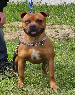 Étalon Staffordshire Bull Terrier - Sunny boy De Rockstar Dog