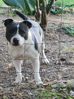 Étalon Staffordshire Bull Terrier - Dog Passion R'prada