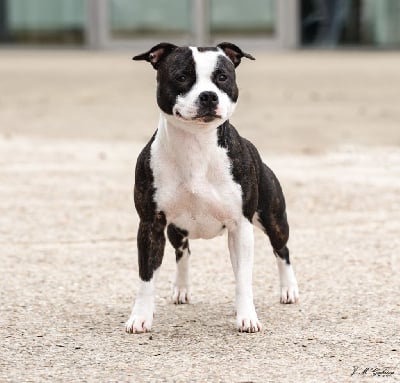 Étalon Staffordshire Bull Terrier - Sweet candy Furious Stafford Arena