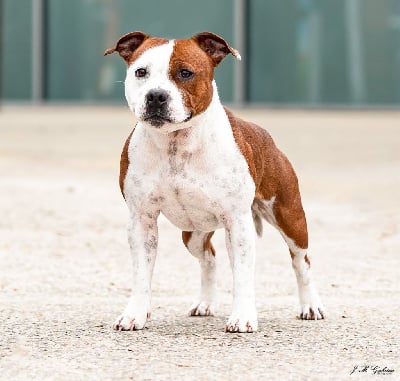 Étalon Staffordshire Bull Terrier - Royal deluxe naniiestaff's fwi