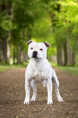 Étalon Staffordshire Bull Terrier - Resident evil Of Staffy'pianottoli