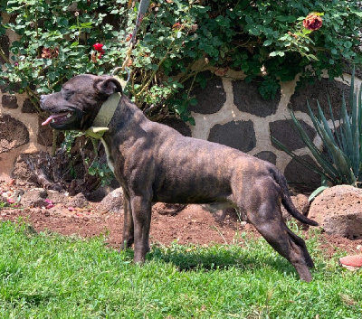 Étalon Staffordshire Bull Terrier - Solomon of Knightwood Oak