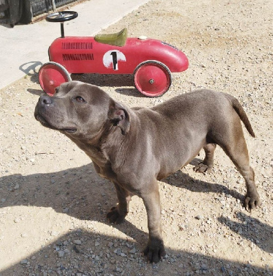 Étalon Staffordshire Bull Terrier - Everybody's Got Rohini