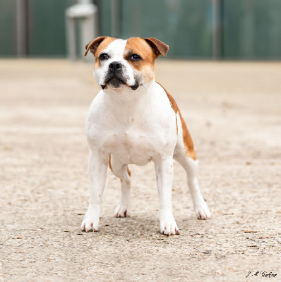 Étalon Staffordshire Bull Terrier - Diamonds and rubies bagheera bulls