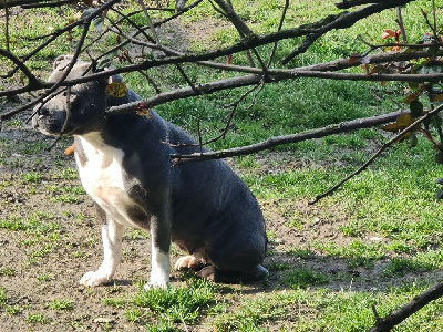 Étalon Staffordshire Bull Terrier - R'asia the forgiveness american dog