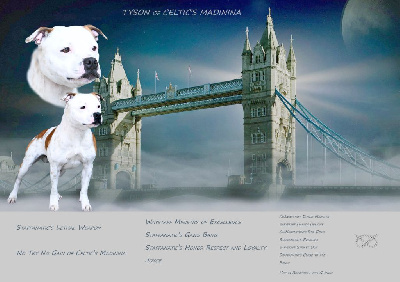 Étalon Staffordshire Bull Terrier - Tyson De Celtic's Madinina