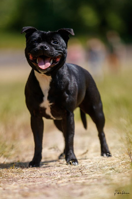 Étalon Staffordshire Bull Terrier - Ruby rhaiis Of Black Lovely Staffie