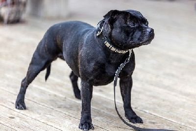 Étalon Staffordshire Bull Terrier - Strictly Staffies Orca
