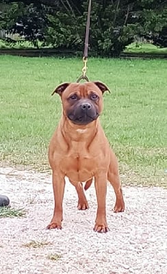 Rude boy system d'ultime passion