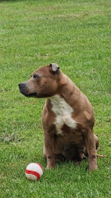 Étalon Staffordshire Bull Terrier - Perle Du Domaine des Rois Canins