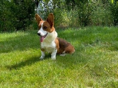 Étalon Welsh Corgi Cardigan - T'es-canon Des quatre jeudis