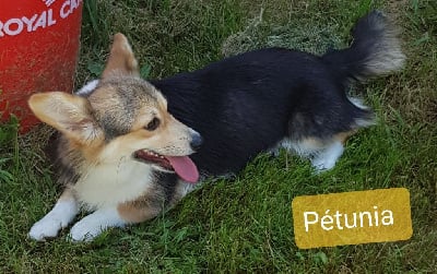 Étalon Welsh Corgi Pembroke - Petunia De la vallée de l'orkhon