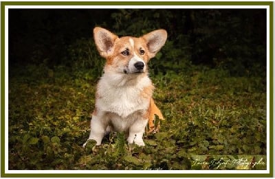 Étalon Welsh Corgi Pembroke - Strumble head ynys onnen (dite ynys) de solemel