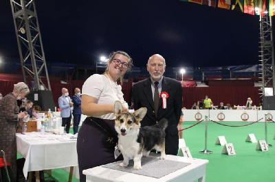Étalon Welsh Corgi Pembroke - Natalia ginzburg de livogne