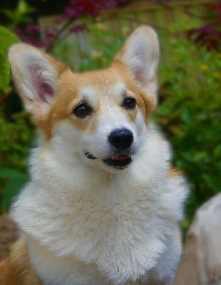 Étalon Welsh Corgi Pembroke - Pomme reinette my queen des Contamines