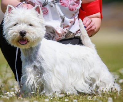 Étalon West Highland White Terrier - Saturne Des Plaines D’Osiris