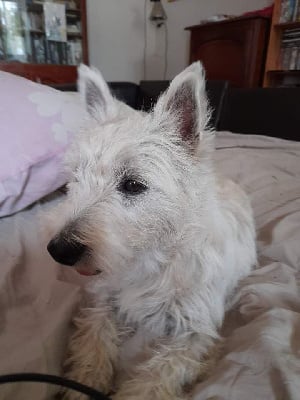 Étalon West Highland White Terrier - Pinta De La Forêt D'Orla