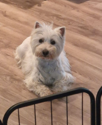 Étalon West Highland White Terrier - Sally little (Sans Affixe)