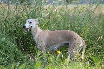 Étalon Whippet - Taalys Du Frison Impérial