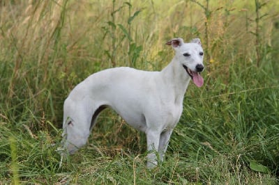 Étalon Whippet - Polar queen Du cap des embruns