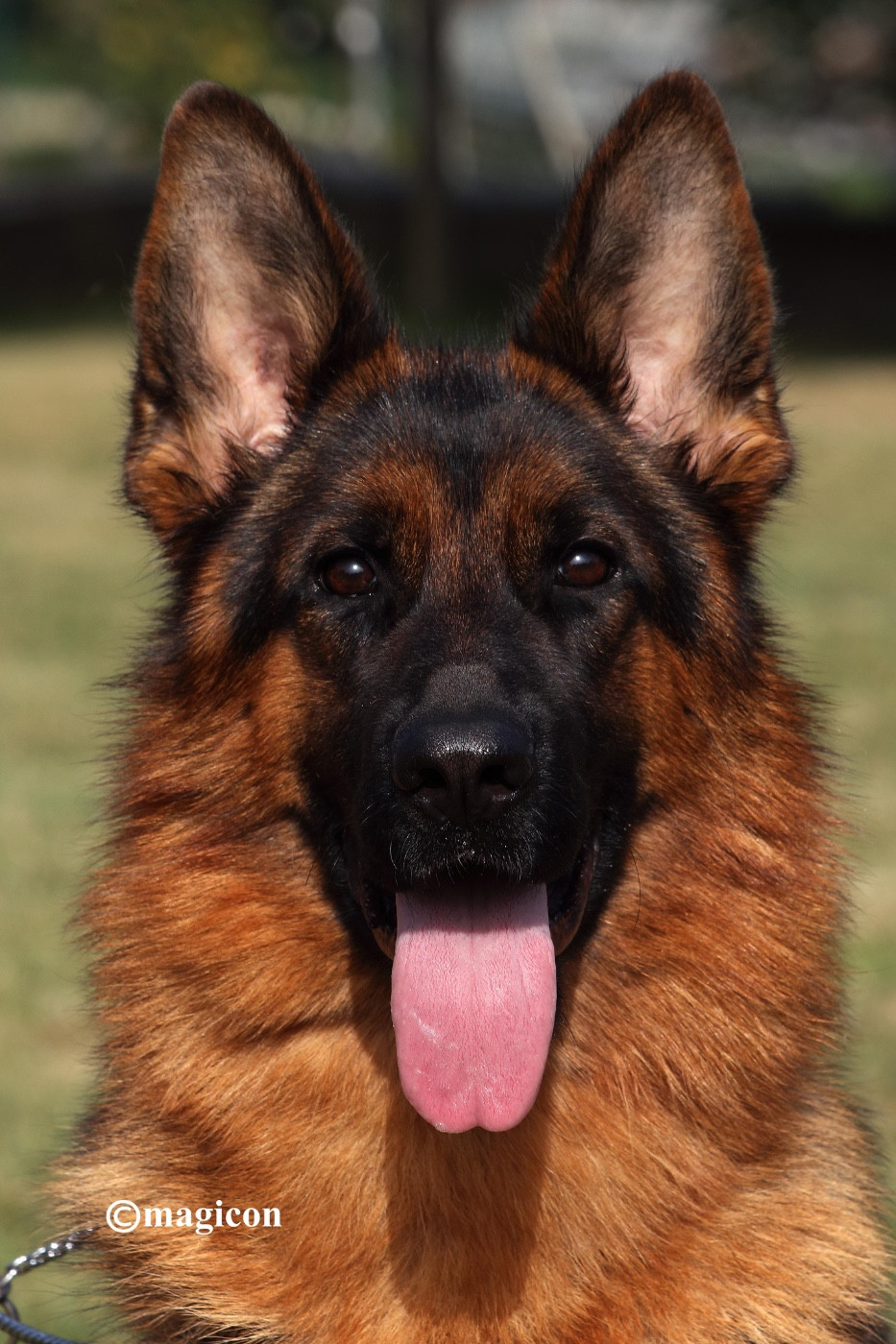 Publication : des Légendaires Nahauri Auteur : Ã?levage Berger Allemand