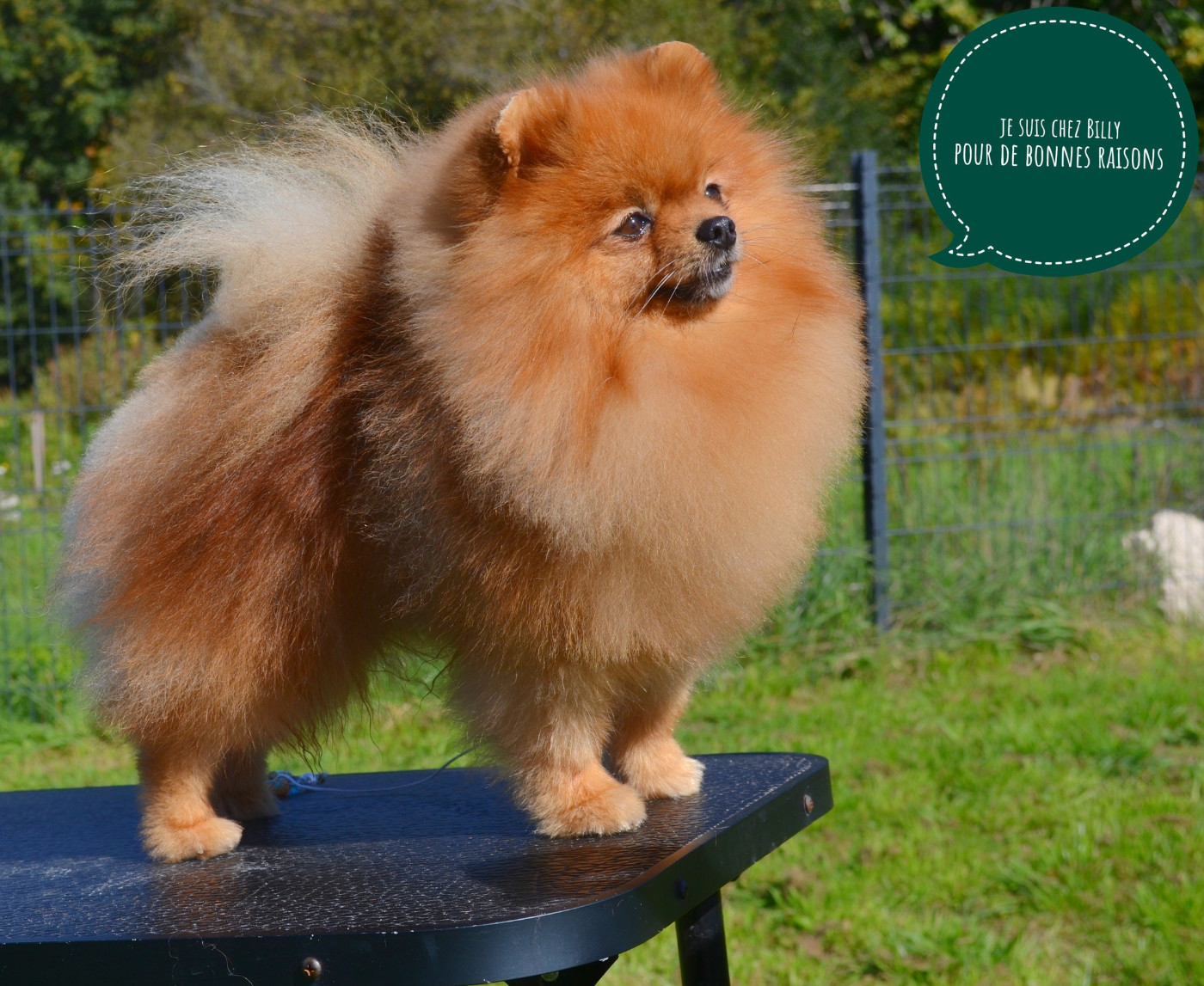 Publication : (Sans Affixe) Auteur : moi