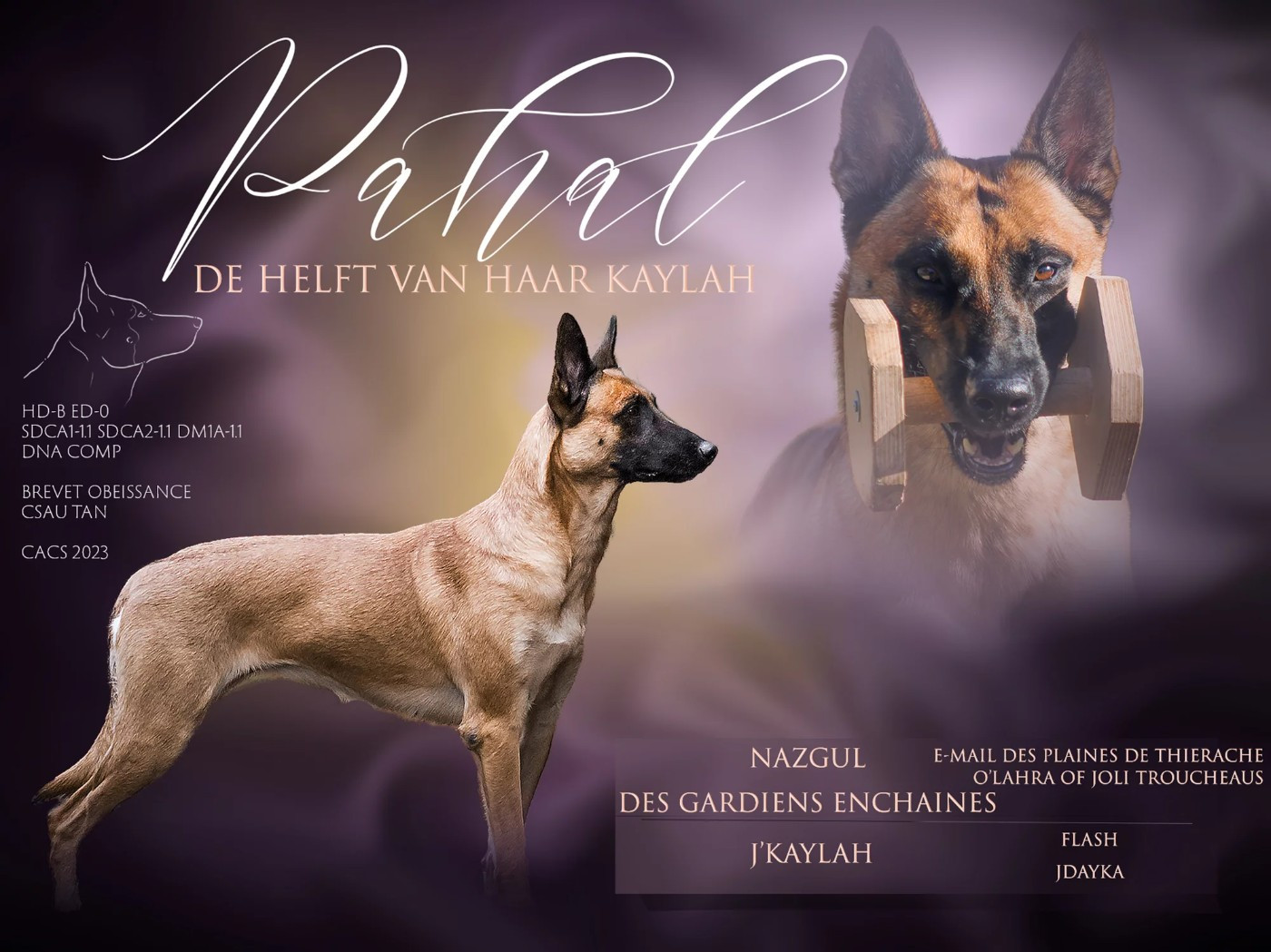 Publication : De Helft Van Haar Kaylah Auteur : Ambre PIERRE