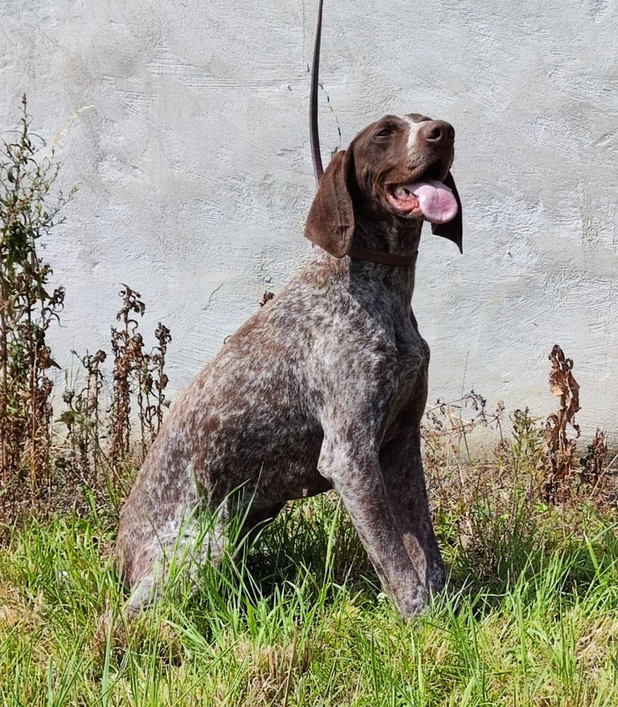 Publication : du clos de l'épte Auteur : laurent mankowski