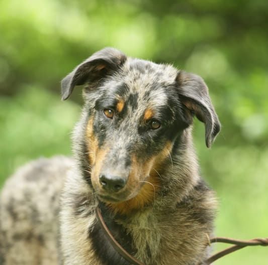 Tien ruah argentÃ©e De sainte petronille