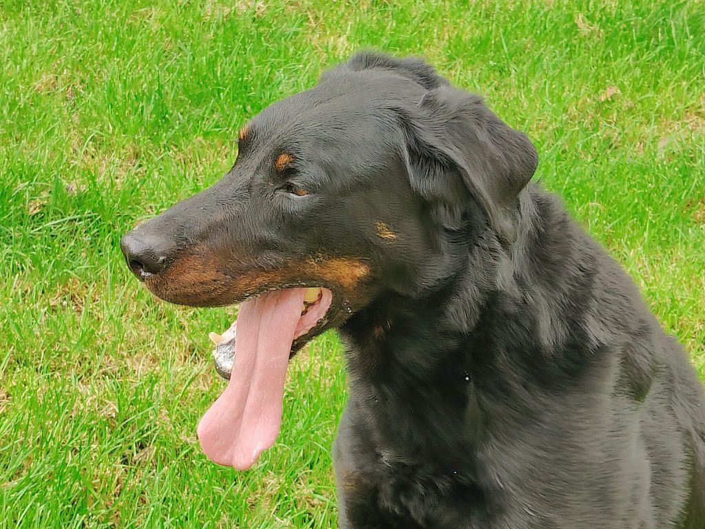 Publication : Du gex d'emplume Auteur : MOI