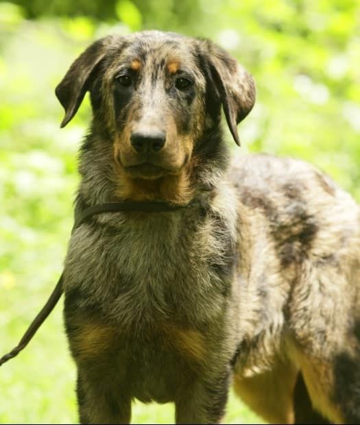 Publication : Grands sphynx paisibles 