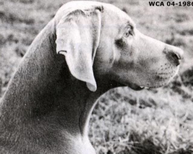 Cai vom weissen sand