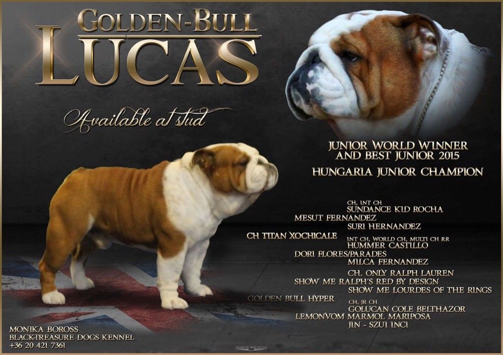 CH. golden bull Lucas