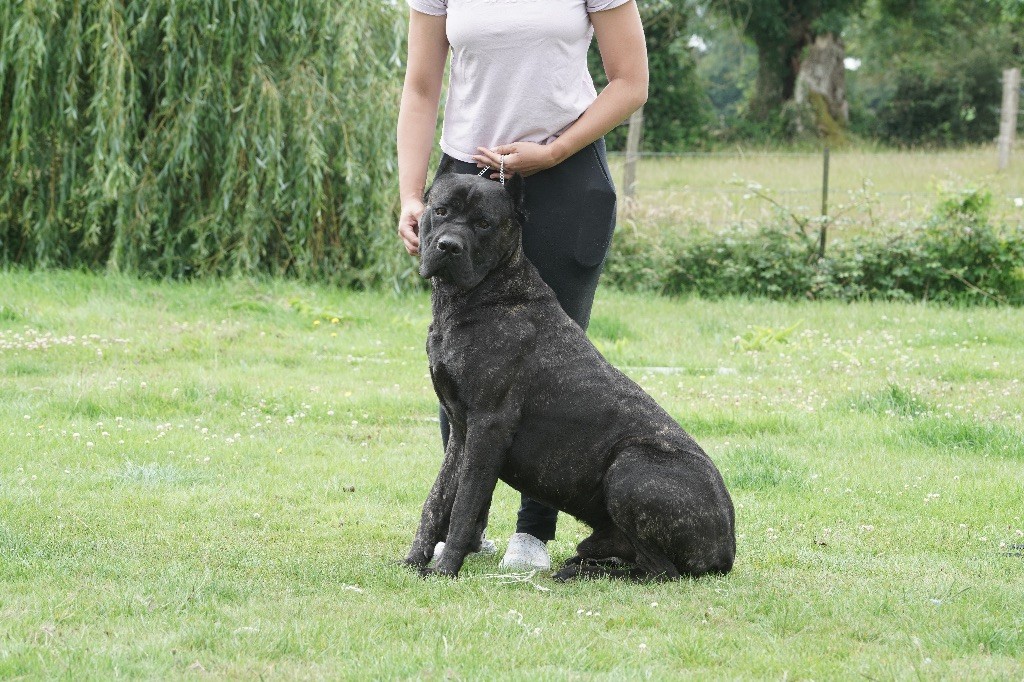 Publication : Strongest Blood 