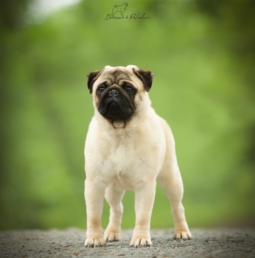 Publication : Du Domaine De Paladine Auteur : lucille riviere