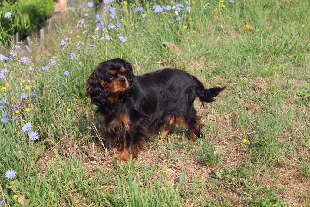 Publication : Des Perles Du Phénix 