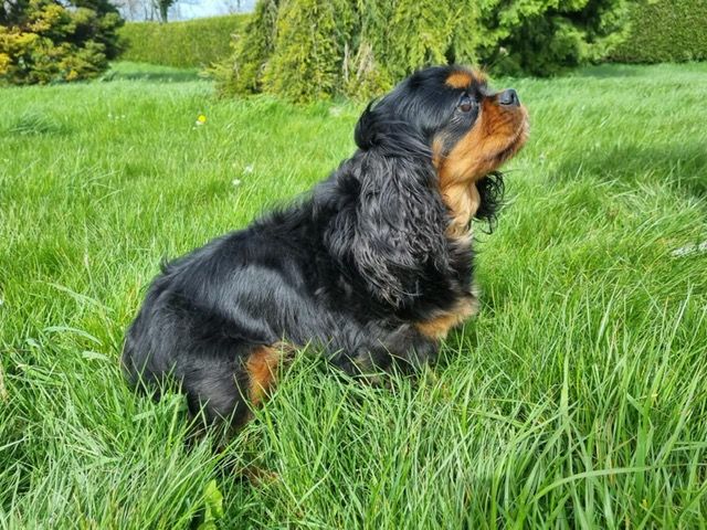 Publication : Des Sentiers du Perche