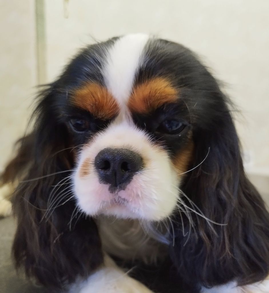 Publication : Du clos kemorick