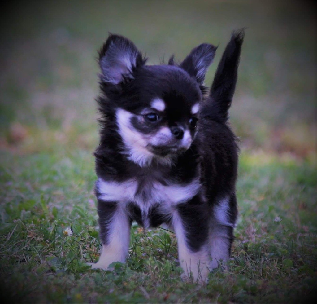 Publication : du Royaume de Maia Auteur : Mme FRAU Catherine